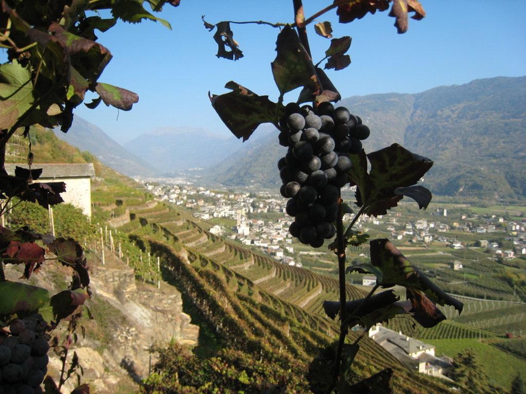 Altavilla Locanda E Tipica Trattoria Bianzone Dış mekan fotoğraf